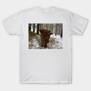 Scottish Highland Cattle Calf 1629 T-Shirt